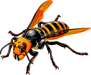蜂のイラスト 昆虫 素材のプチッチ